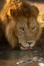 Close-up of male lion drinking from pool Royalty Free Stock Photo