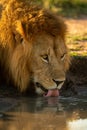 Close-up of male lion drinking in shade Royalty Free Stock Photo