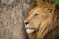 Close-up of male lion with eyes closed Royalty Free Stock Photo