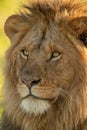 Close-up of male lion face turned left Royalty Free Stock Photo