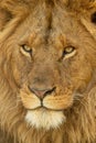 Close-up of male lion face turning left Royalty Free Stock Photo