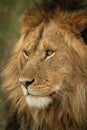 Close-up of male lion head facing left Royalty Free Stock Photo