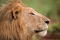 Close-up of male lion head in profile Royalty Free Stock Photo