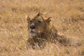 Close up of a male lion laying in the grass Royalty Free Stock Photo