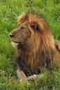 Close up of male lion laying in the grass