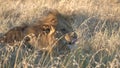 Close up of a male lion laying in long grass at serengeti national park Royalty Free Stock Photo