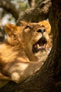 Close-up of male lion looking up tree