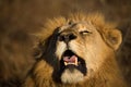 Close up of a a male lion with mouth slightly open Royalty Free Stock Photo