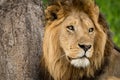 Close-up of male lion near scratched tree Royalty Free Stock Photo