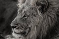 Close-up of a male lion`s face Royalty Free Stock Photo