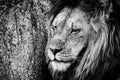 Close-up of male lion beside scratched tree Royalty Free Stock Photo