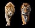 Close up male lion and Siberian or Amur tiger on black background Royalty Free Stock Photo