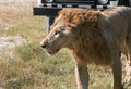 Close up Male Lion Walking on The Field Royalty Free Stock Photo