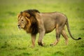 Close-up of male lion walking lifting paw Royalty Free Stock Photo