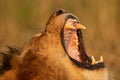 Close-up of male lion yawning showing teeth Royalty Free Stock Photo