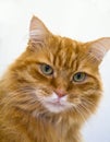 Close up of a male long haired ginger cat