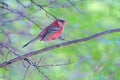 Long-tailed Rosefinch