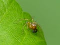 Male Lynx Spider On Green Leaf Royalty Free Stock Photo