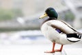 Close-up male Mallard Duck