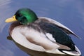 Close-up of a male Mallard duck floating on a pond Royalty Free Stock Photo