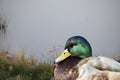 A close up of a male mallard duck at the lake Royalty Free Stock Photo