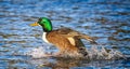 Close up of male Mallard landing on lake surface in cloud of water