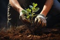 Close-up male man farmer worker gloved hands planting seeds touching soil ground gardening growth green vegetable tree Royalty Free Stock Photo