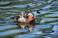 Portrait of Duck. Close up male mandarin duck Aix galericulata Royalty Free Stock Photo