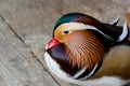 Close up male mandarin duck Aix galericulata on wooden board Royalty Free Stock Photo