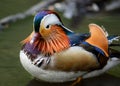 Close up of a male mandarin duck standing in a lake in Kent, UK Royalty Free Stock Photo