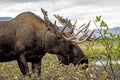 Single bull MOose feeding on small twigs.