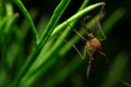 Close-up male mosquito on green leaf, night time