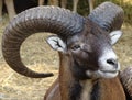 Close up of male mouflon with horns large front view