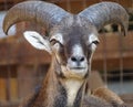 Close up of male mouflon with horns large front view