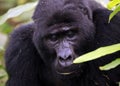 Close-up of a Male Mountain Gorilla