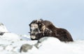 Close up of a male Musk Ox lying on snow in winter Royalty Free Stock Photo