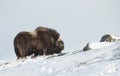 Close up of a male Musk ox standing in the snow in the mountains Royalty Free Stock Photo