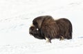 Close up of a male Musk ox standing in the snow Royalty Free Stock Photo