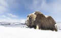 Close up of a male Musk Ox standing in snow Royalty Free Stock Photo