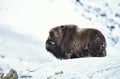 Musk Ox standing in snowy mountains Royalty Free Stock Photo