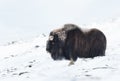 Close up of a male Musk Ox in winter Royalty Free Stock Photo