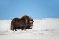 Close up of a male Musk Ox in winter Royalty Free Stock Photo