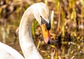 Close-up of a male mute swan Cygnus olor at a small pond in southern Germany