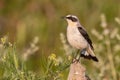 Close up of a male Northern wheatear standing on a rock. Oenanthe oenanthe Royalty Free Stock Photo