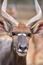 Close up of male nyala head