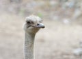 Close up male ostrich looking to viewers right Royalty Free Stock Photo