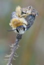 Close up of a male pantaloon bee or hairy-legged mining bee, Da