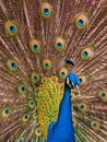 Close-up of a male peacock, Pavo christatus