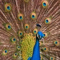 Close-up of a male peacock, Pavo christatus