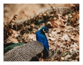 Close up male peacock profile